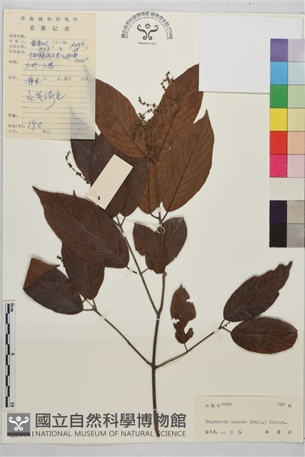 鉤狀雀梅藤, 巒大雀梅藤藏品圖，第1張