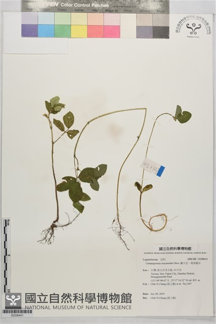 擬大豆、南美葛豆藏品圖，第1張