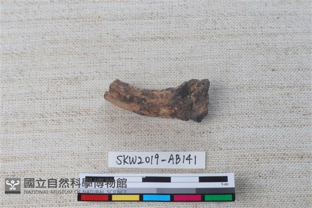 獸骨藏品圖，第1張