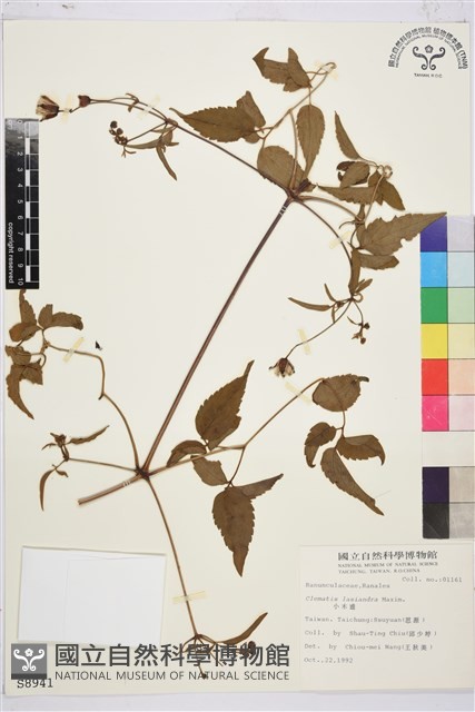 小木通藏品圖，第1張