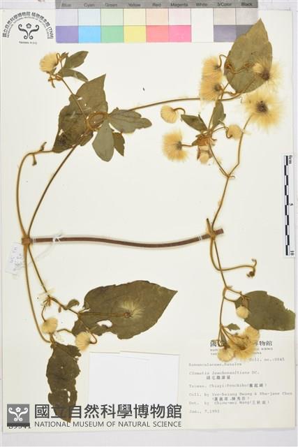 銹毛鐵線蓮藏品圖，第2張