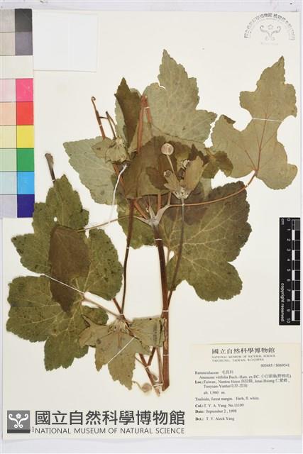 小白頭翁、野棉花藏品圖，第1張