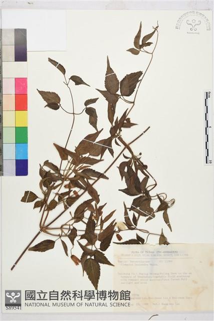 小木通藏品圖，第1張