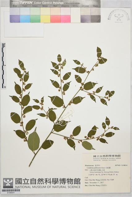 毛蛇藤藏品圖，第1張