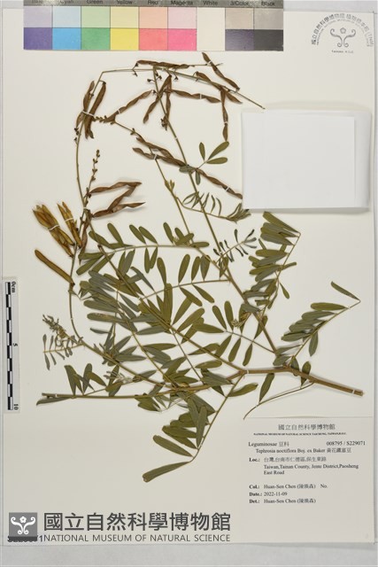 黃花鐵富豆藏品圖，第1張