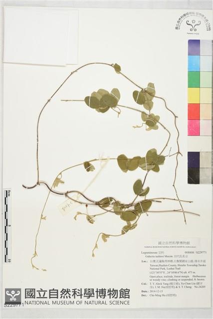 田代氏乳豆藏品圖，第1張