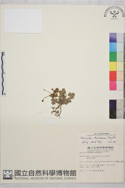 鹿場毛茛藏品圖，第1張