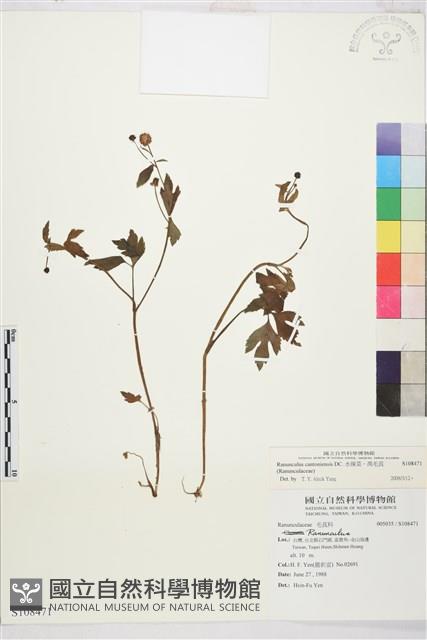 水辣菜、禺毛茛藏品圖，第1張