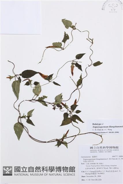 里龍山肺形草藏品圖，第1張