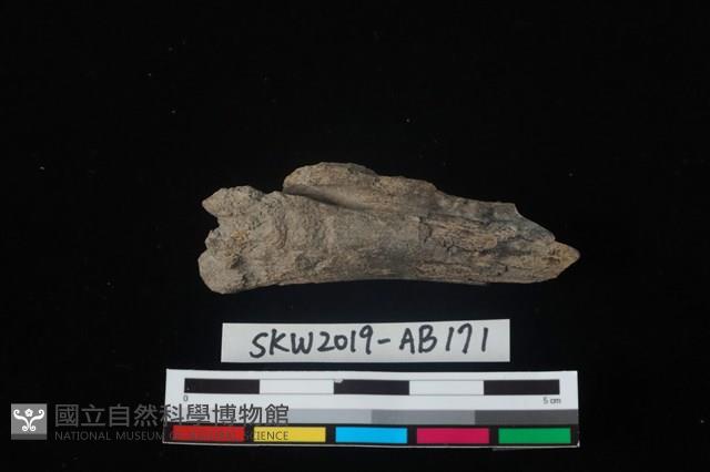 獸骨藏品圖，第1張