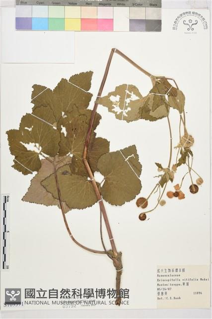 小白頭翁藏品圖，第1張