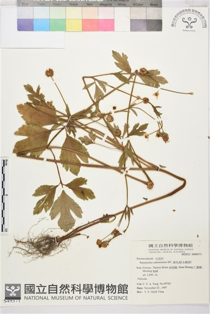 水辣菜、禺毛茛藏品圖，第1張