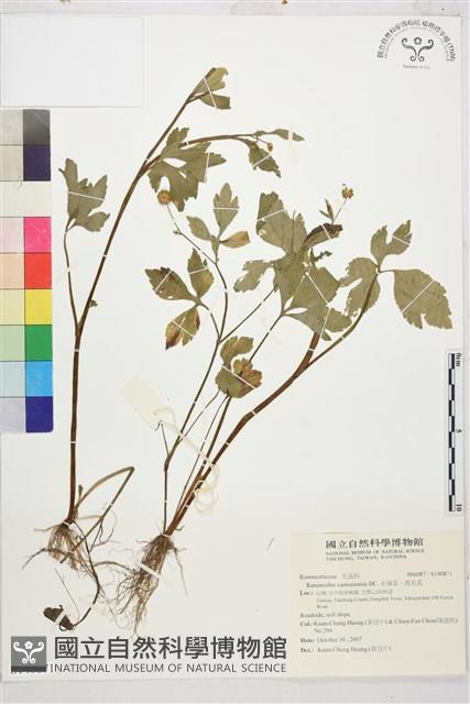 水辣菜、禺毛茛藏品圖，第1張