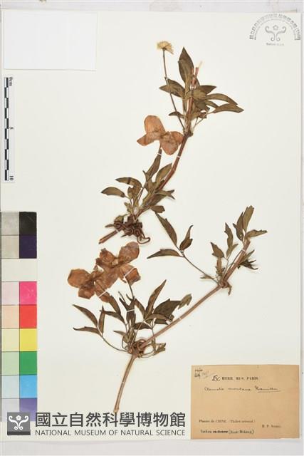 繡球藤藏品圖，第1張