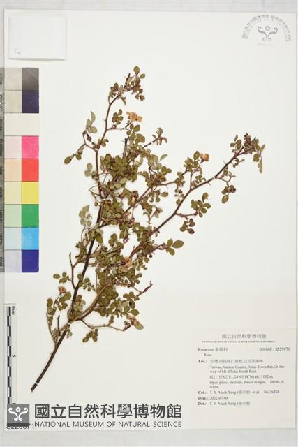 登錄號:S229871藏品圖，第1張