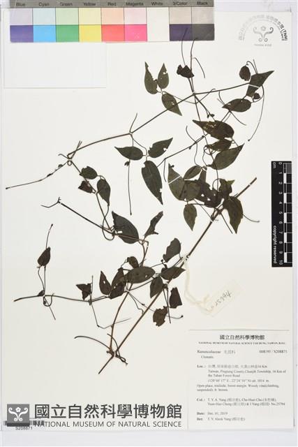 彭氏鐵線蓮藏品圖，第1張