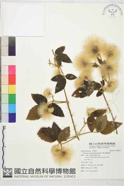 銹毛鐵線蓮藏品圖，第1張