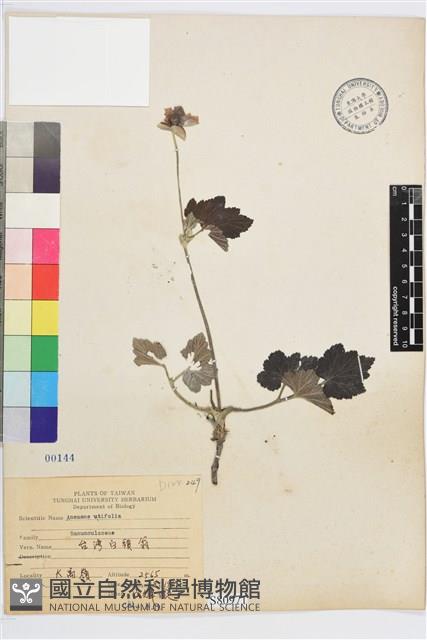 小白頭翁、野棉花藏品圖，第1張