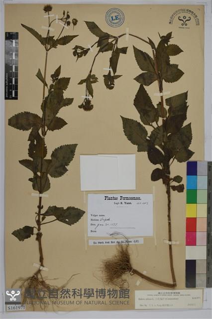 白花鬼針藏品圖，第1張