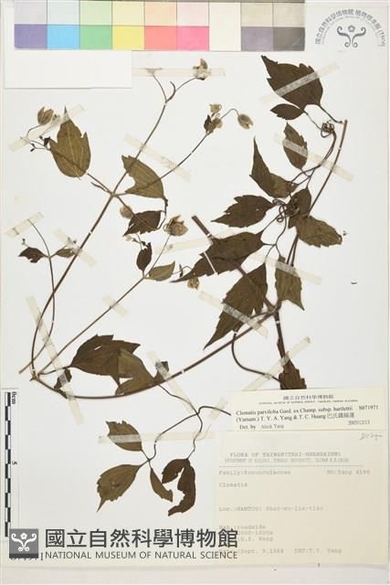 巴氏鐵線蓮藏品圖，第1張