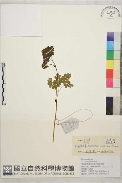 Accession Number:S169571 Collection Image