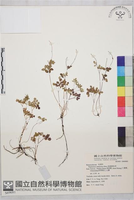 南湖唐松草藏品圖，第1張