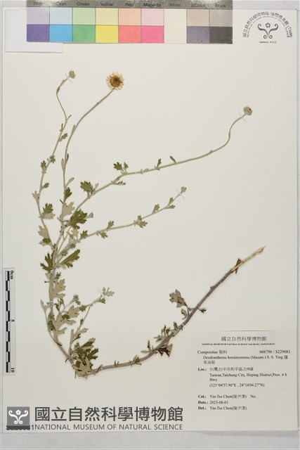 蓬萊油菊藏品圖，第1張