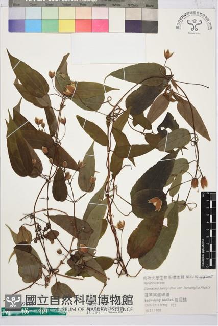 薄單葉鐵線蓮藏品圖，第1張