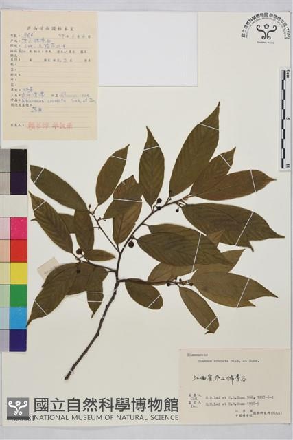 鈍齒鼠李藏品圖，第2張