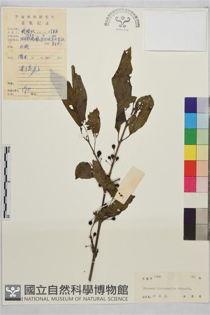 薄葉鼠李藏品圖，第1張