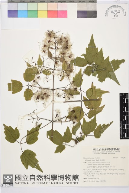 串鼻龍藏品圖，第1張