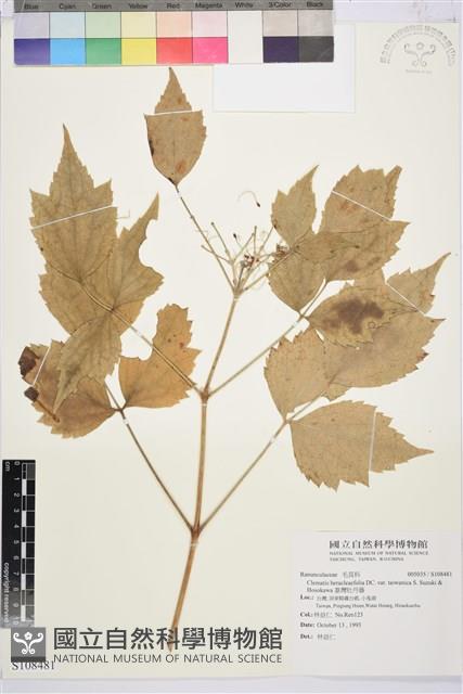 臺灣牡丹藤藏品圖，第1張