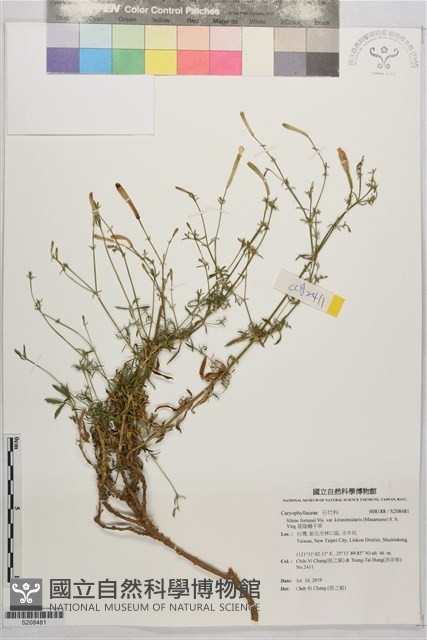 基隆蠅子草藏品圖，第1張