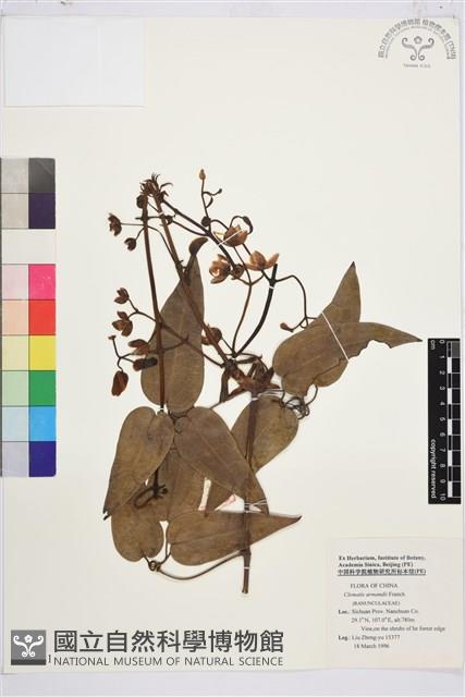 小木通藏品圖，第1張