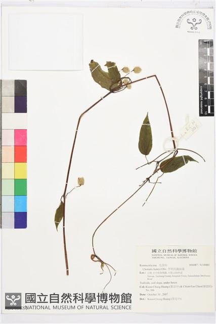 亨利氏鐵線蓮藏品圖，第1張