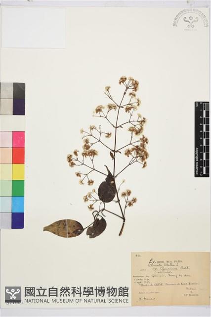 小蓑衣藤藏品圖，第1張