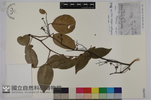 異葉珍珠菜藏品圖，第1張