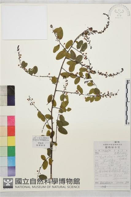 勾兒茶藏品圖，第1張