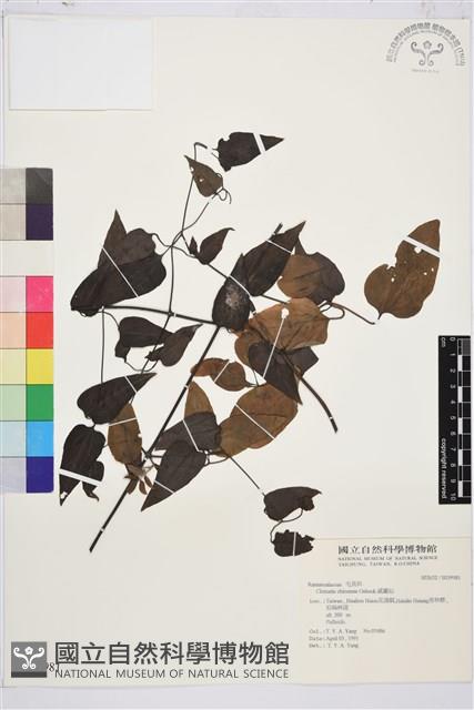 威靈仙藏品圖，第1張