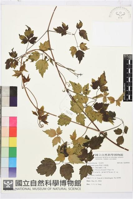 串鼻龍藏品圖，第1張