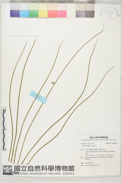 燈心草藏品圖，第1張