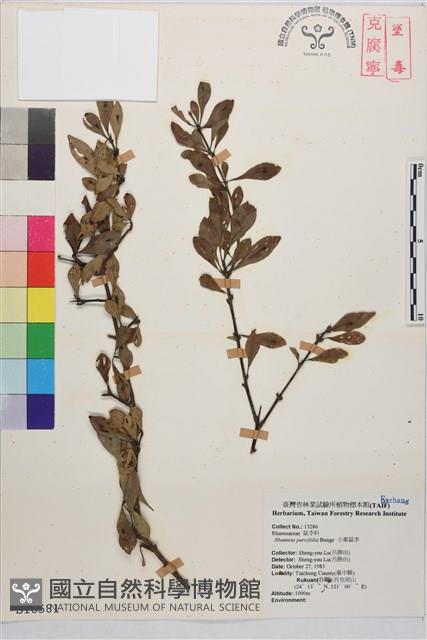 小葉鼠李藏品圖，第1張