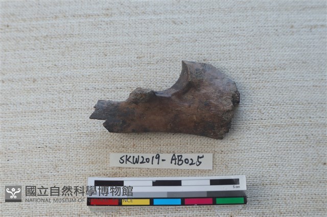 獸骨藏品圖，第1張