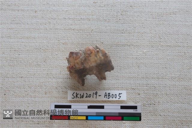 獸骨藏品圖，第1張