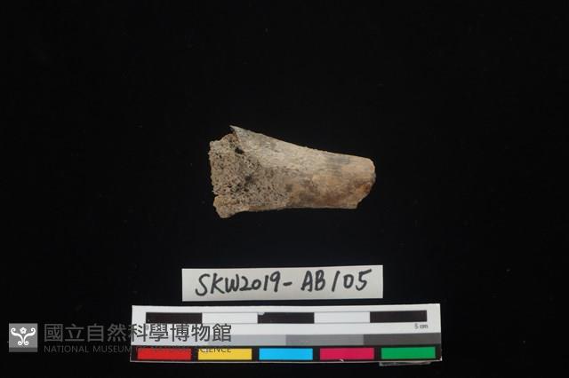 獸骨藏品圖，第1張