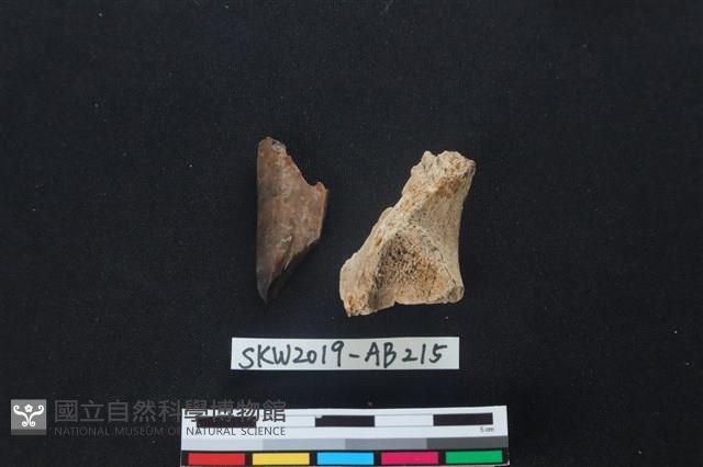 獸骨藏品圖，第1張