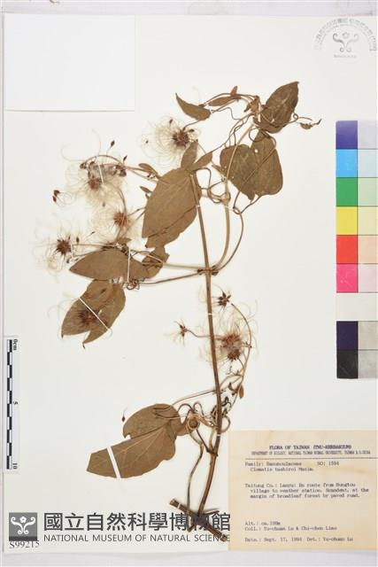 田代氏鐵線蓮藏品圖，第1張