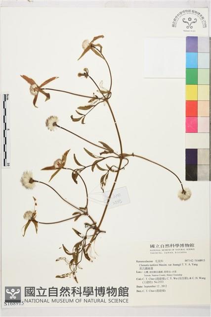 黃氏鐵線蓮藏品圖，第1張