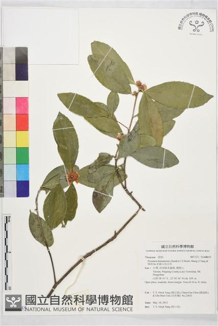 武威山烏皮茶藏品圖，第1張