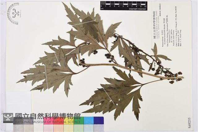 草烏頭藏品圖，第1張